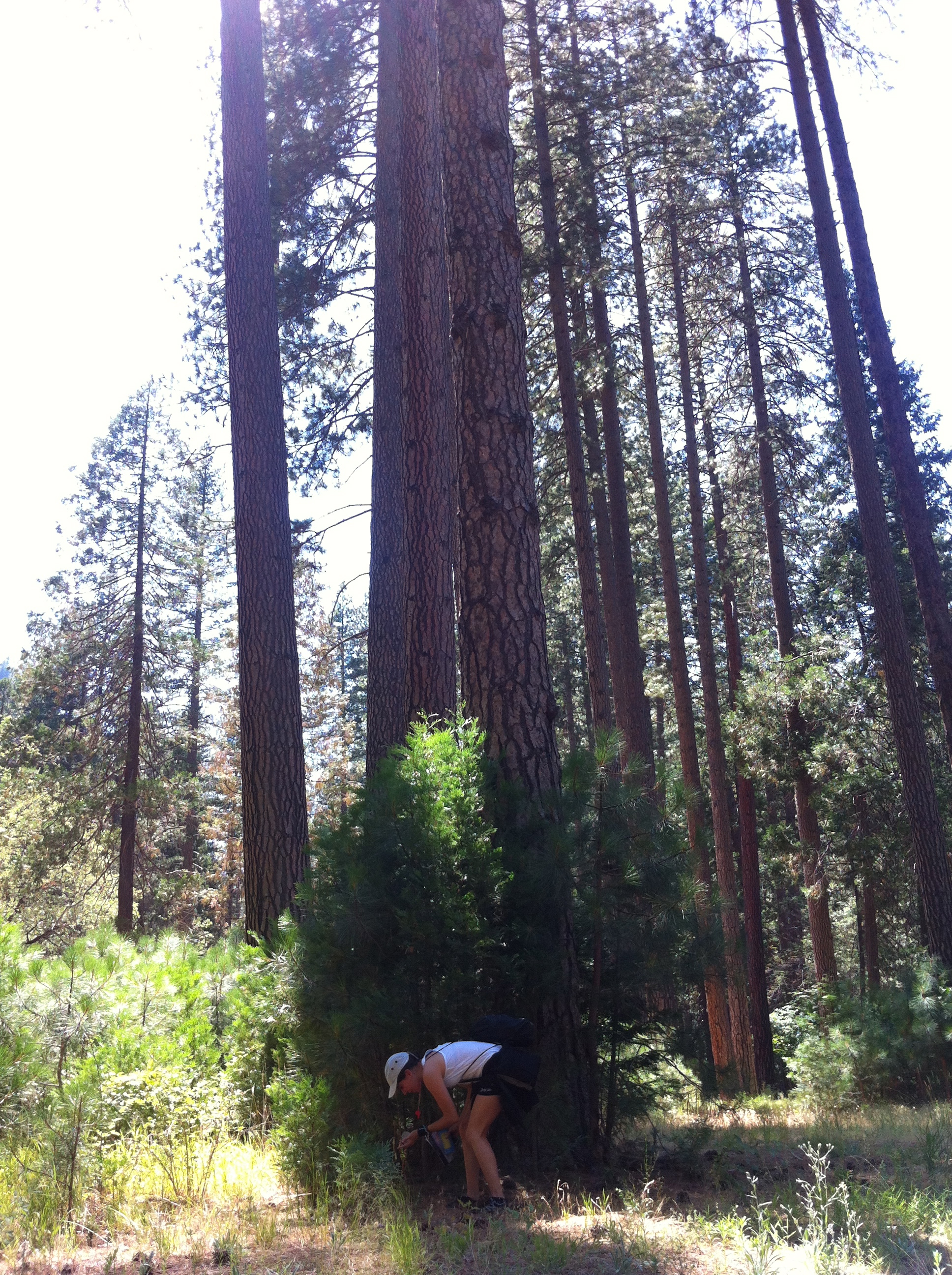 Little Lucia amongst the huge trees of Yosemite